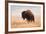 American Bison herd in Teton National Park, Wyoming, USA-Larry Ditto-Framed Photographic Print