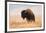 American Bison herd in Teton National Park, Wyoming, USA-Larry Ditto-Framed Photographic Print