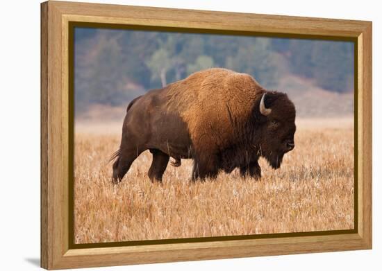 American Bison herd in Teton National Park, Wyoming, USA-Larry Ditto-Framed Premier Image Canvas