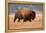 American Bison herd in Teton National Park, Wyoming, USA-Larry Ditto-Framed Premier Image Canvas