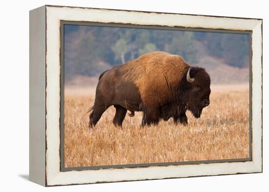 American Bison herd in Teton National Park, Wyoming, USA-Larry Ditto-Framed Premier Image Canvas