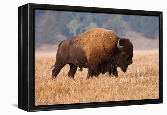 American Bison herd in Teton National Park, Wyoming, USA-Larry Ditto-Framed Premier Image Canvas