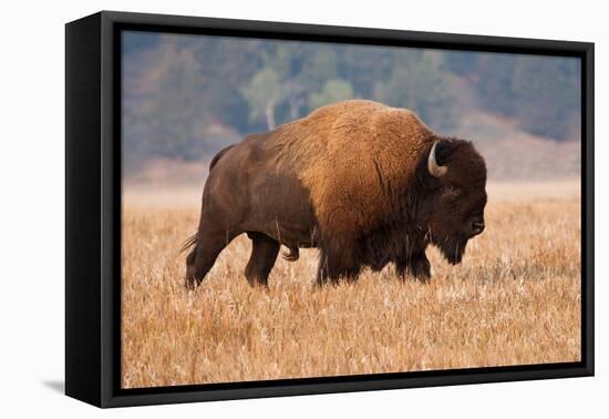 American Bison herd in Teton National Park, Wyoming, USA-Larry Ditto-Framed Premier Image Canvas