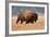 American Bison herd in Teton National Park, Wyoming, USA-Larry Ditto-Framed Photographic Print