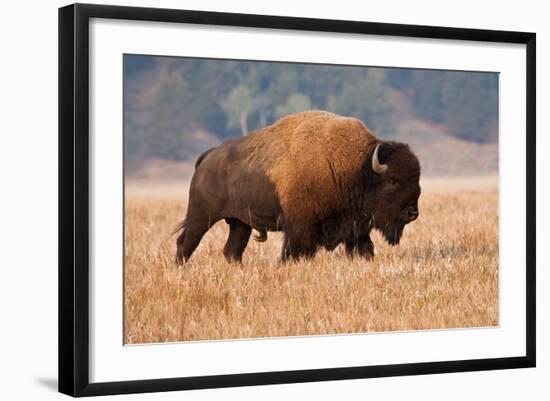 American Bison herd in Teton National Park, Wyoming, USA-Larry Ditto-Framed Photographic Print