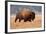 American Bison herd in Teton National Park, Wyoming, USA-Larry Ditto-Framed Photographic Print