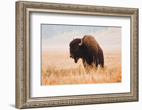 American Bison herd in Teton National Park, Wyoming, USA-Larry Ditto-Framed Photographic Print