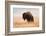 American Bison herd in Teton National Park, Wyoming, USA-Larry Ditto-Framed Photographic Print