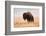 American Bison herd in Teton National Park, Wyoming, USA-Larry Ditto-Framed Photographic Print