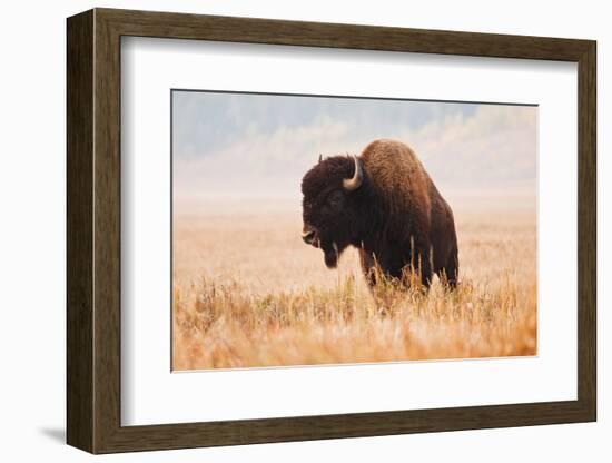 American Bison herd in Teton National Park, Wyoming, USA-Larry Ditto-Framed Photographic Print