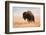 American Bison herd in Teton National Park, Wyoming, USA-Larry Ditto-Framed Photographic Print