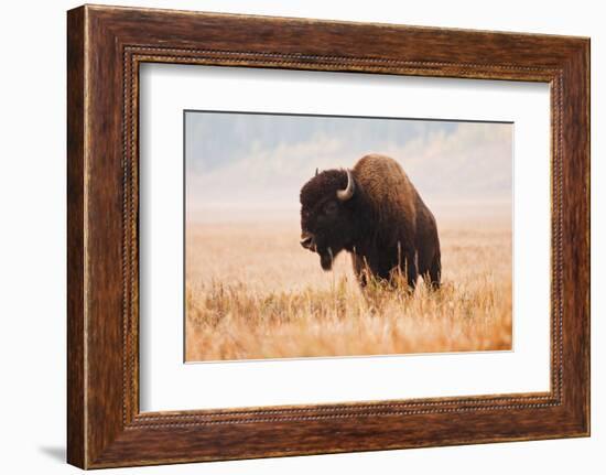 American Bison herd in Teton National Park, Wyoming, USA-Larry Ditto-Framed Photographic Print