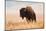 American Bison herd in Teton National Park, Wyoming, USA-Larry Ditto-Mounted Photographic Print