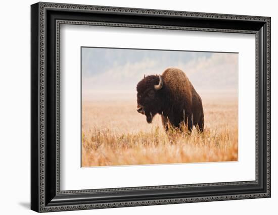 American Bison herd in Teton National Park, Wyoming, USA-Larry Ditto-Framed Photographic Print