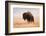 American Bison herd in Teton National Park, Wyoming, USA-Larry Ditto-Framed Photographic Print