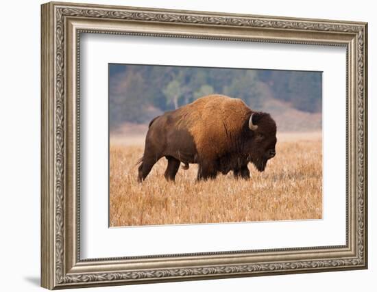 American Bison herd in Teton National Park, Wyoming, USA-Larry Ditto-Framed Photographic Print