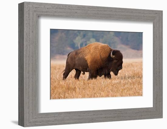 American Bison herd in Teton National Park, Wyoming, USA-Larry Ditto-Framed Photographic Print