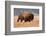 American Bison herd in Teton National Park, Wyoming, USA-Larry Ditto-Framed Photographic Print