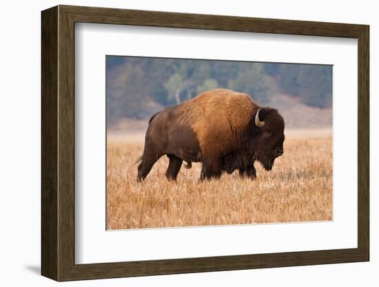 American Bison herd in Teton National Park, Wyoming, USA-Larry Ditto-Framed Photographic Print