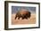 American Bison herd in Teton National Park, Wyoming, USA-Larry Ditto-Framed Photographic Print