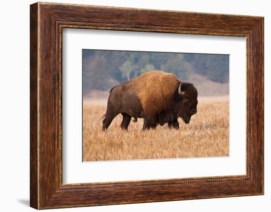 American Bison herd in Teton National Park, Wyoming, USA-Larry Ditto-Framed Photographic Print