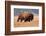 American Bison herd in Teton National Park, Wyoming, USA-Larry Ditto-Framed Photographic Print