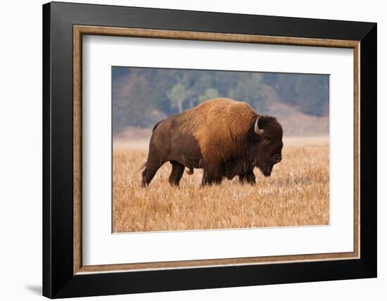 American Bison herd in Teton National Park, Wyoming, USA-Larry Ditto-Framed Photographic Print