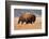 American Bison herd in Teton National Park, Wyoming, USA-Larry Ditto-Framed Photographic Print