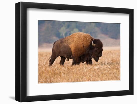 American Bison herd in Teton National Park, Wyoming, USA-Larry Ditto-Framed Photographic Print