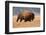 American Bison herd in Teton National Park, Wyoming, USA-Larry Ditto-Framed Photographic Print