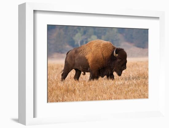 American Bison herd in Teton National Park, Wyoming, USA-Larry Ditto-Framed Photographic Print