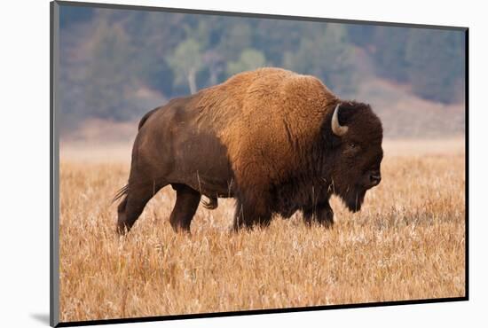 American Bison herd in Teton National Park, Wyoming, USA-Larry Ditto-Mounted Photographic Print