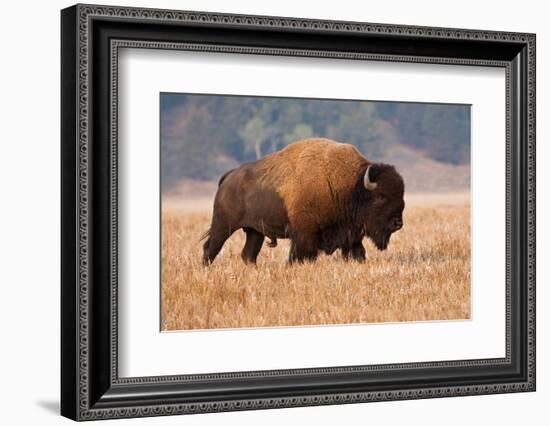 American Bison herd in Teton National Park, Wyoming, USA-Larry Ditto-Framed Photographic Print