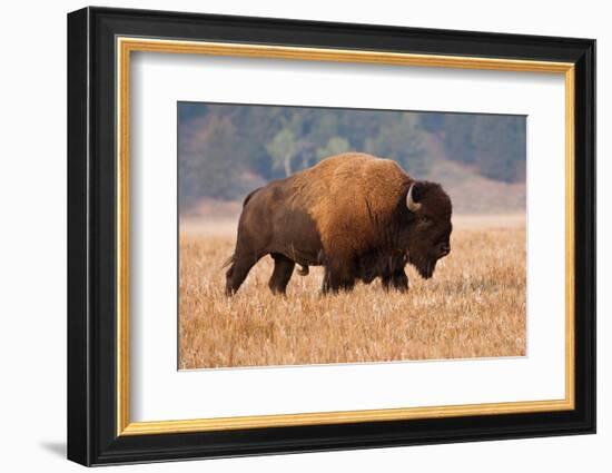 American Bison herd in Teton National Park, Wyoming, USA-Larry Ditto-Framed Photographic Print