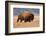 American Bison herd in Teton National Park, Wyoming, USA-Larry Ditto-Framed Photographic Print