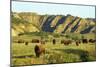 American Bison Herd-null-Mounted Photographic Print