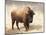 American Bison II-Debra Van Swearingen-Mounted Photographic Print