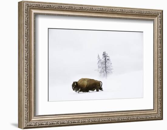 American bison in deep snow, Yellowstone, Wyoming, USA-Nick Garbutt-Framed Photographic Print