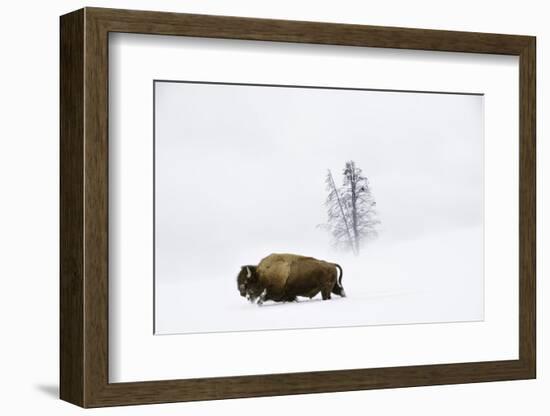 American bison in deep snow, Yellowstone, Wyoming, USA-Nick Garbutt-Framed Photographic Print
