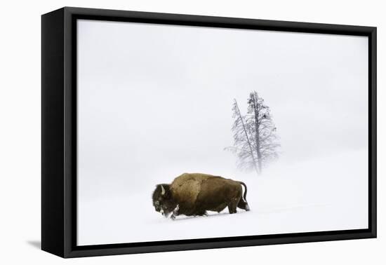 American bison in deep snow, Yellowstone, Wyoming, USA-Nick Garbutt-Framed Premier Image Canvas