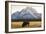 American Bison In Grand Teton National Park At Sunset-Liam Doran-Framed Photographic Print