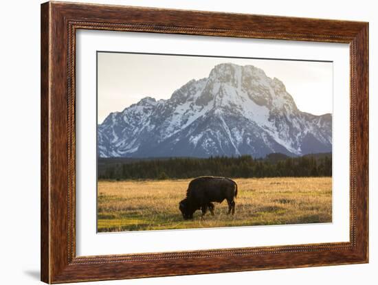 American Bison In Grand Teton National Park At Sunset-Liam Doran-Framed Photographic Print