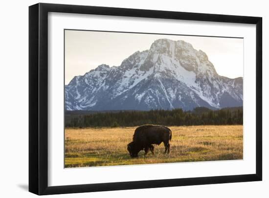 American Bison In Grand Teton National Park At Sunset-Liam Doran-Framed Photographic Print