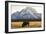 American Bison In Grand Teton National Park At Sunset-Liam Doran-Framed Photographic Print