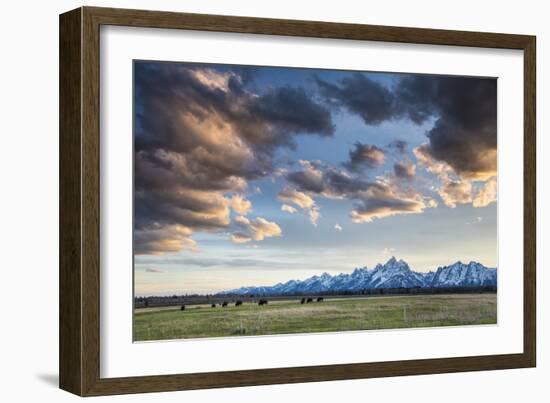 American Bison In Grand Teton National Park At Sunset-Liam Doran-Framed Photographic Print