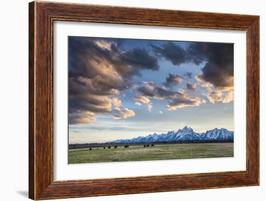 American Bison In Grand Teton National Park At Sunset-Liam Doran-Framed Photographic Print