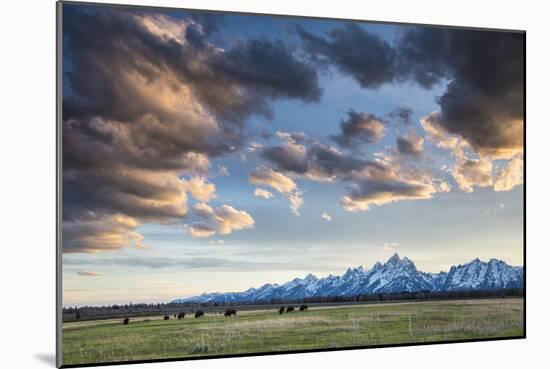 American Bison In Grand Teton National Park At Sunset-Liam Doran-Mounted Photographic Print