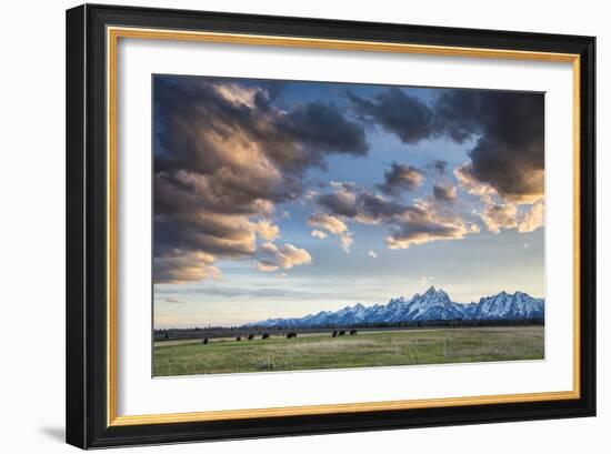 American Bison In Grand Teton National Park At Sunset-Liam Doran-Framed Photographic Print