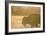 American Bison In Grand Teton National Park At Sunset-Liam Doran-Framed Photographic Print