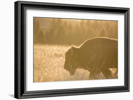 American Bison In Grand Teton National Park At Sunset-Liam Doran-Framed Photographic Print